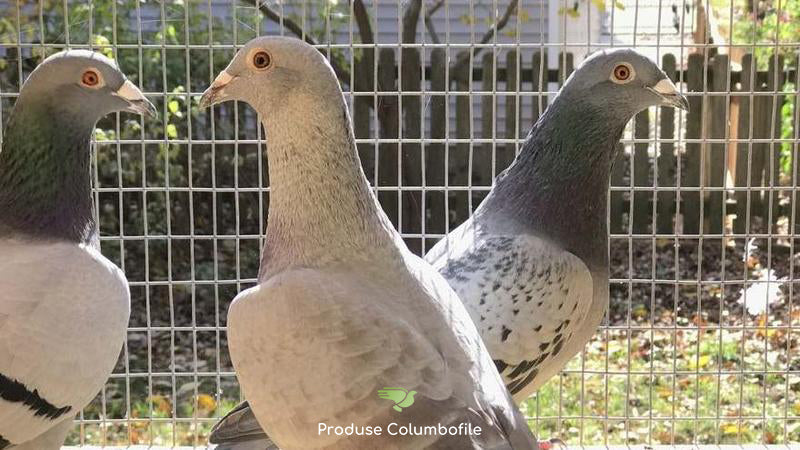Cum prevenim si ce tratamente oferim pentru cele mai importante boli ale porumbeilor voiajori