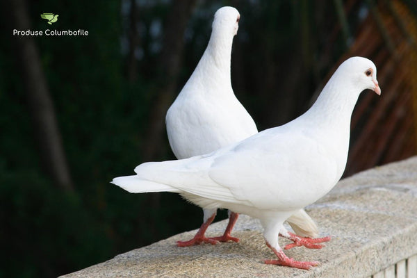 Genetica si selectia porumbeilor - cum sa alegeti exemplarele pentru a va creste colonia