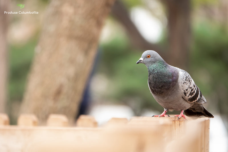 Ce tratament pentru E-Coli la porumbei este eficient?